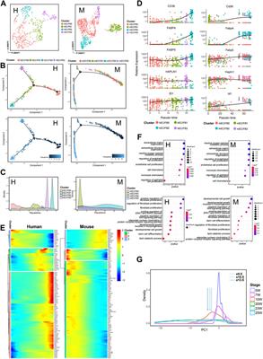 Concordant and Heterogeneity of Single-Cell Transcriptome in Cardiac Development of Human and Mouse